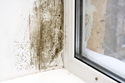 Mold Removal in Finneytown by Tri-State Restoration Services